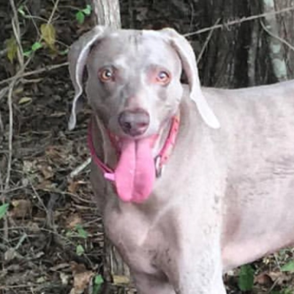 Meet your Posher, Chelsie